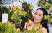 Cây trồng bằng chậu nhưng vẫn cho quả sai lúc lỉu trong biệt thự nhà Trịnh Kim Chi Cây trồng bằng chậu nhưng vẫn cho quả sai lúc lỉu trong biệt thự nhà Trịnh Kim Chi