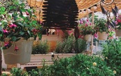 Ngôi nhà đẹp yên bình, lãng mạn nhờ người đàn ông đảm đang tự decor vườn và trồng đủ loại hồng ở Sài Gòn Ngôi nhà đẹp yên bình, lãng mạn nhờ người đàn ông đảm đang tự decor vườn và trồng đủ loại hồng ở Sài Gòn