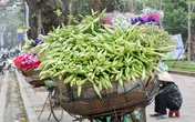 Hoa loa kèn đầu mùa rợp phố Hà Nội, rẻ bằng một nửa năm ngoái nhưng không mấy ai mua Hoa loa kèn đầu mùa rợp phố Hà Nội, rẻ bằng một nửa năm ngoái nhưng không mấy ai mua