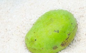 Cho quả xoài vào trong thùng gạo, mẹo hay từ xưa mà chưa chắc chị em thời nay đã biết Cho quả xoài vào trong thùng gạo, mẹo hay từ xưa mà chưa chắc chị em thời nay đã biết
