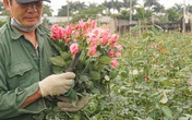 Giá hoa 8/3 giảm một nửa, người trồng lỗ nặng