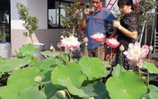Hồ sen nở quanh năm trên sân thượng 300 m2 ở quận 12 Hồ sen nở quanh năm trên sân thượng 300 m2 ở quận 12