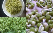 Vỏ bịch sữa, chai nước, hộp xốp... làm giá đỗ ăn trong mùa dịch, dễ nhất làm bằng khăn vải Vỏ bịch sữa, chai nước, hộp xốp... làm giá đỗ ăn trong mùa dịch, dễ nhất làm bằng khăn vải
