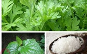 Liệu pháp hay chữa đau mỏi vai gáy Liệu pháp hay chữa đau mỏi vai gáy