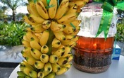 Thâm cung bí sử (211 - 1): Bình rượu chuối hột Thâm cung bí sử (211 - 1): Bình rượu chuối hột