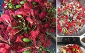 Kỳ lạ loài hoa nở đỏ rực vào mùa hè lại bất ngờ trở thành món ăn gây sốt Kỳ lạ loài hoa nở đỏ rực vào mùa hè lại bất ngờ trở thành món ăn gây sốt