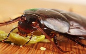 Loại quả khiến gián sợ khiếp vía, một đi không trở lại Loại quả khiến gián sợ khiếp vía, một đi không trở lại