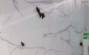 Mua ốc về để nấu, cô gái hoảng hốt trước cảnh tượng "kinh hoàng" nhưng sợ nhất vẫn là chiêu khắc phục hậu quả của chị em Mua ốc về để nấu, cô gái hoảng hốt trước cảnh tượng "kinh hoàng" nhưng sợ nhất vẫn là chiêu khắc phục hậu quả của chị em