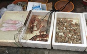 "Mách lẻo" đoạn phố bán các loại hải sản Quảng Ninh vẫn còn nhảy "tanh tách" trong bể "Mách lẻo" đoạn phố bán các loại hải sản Quảng Ninh vẫn còn nhảy "tanh tách" trong bể