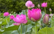Nhờ bài thuốc giảm béo bằng ngó sen của bác sỹ Việt Nam, cặp vợ chồng béo phì Trung Quốc chờ đợi suốt 5 năm để nói lời cảm ơn Nhờ bài thuốc giảm béo bằng ngó sen của bác sỹ Việt Nam, cặp vợ chồng béo phì Trung Quốc chờ đợi suốt 5 năm để nói lời cảm ơn