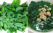 Nên dừng ăn rau ngót nếu bạn thuộc 1 trong 3 nhóm người có dấu hiệu sau đây Nên dừng ăn rau ngót nếu bạn thuộc 1 trong 3 nhóm người có dấu hiệu sau đây