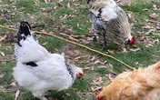 Vui mắt cảnh ở nhà chăn gà, thả cá của vợ chồng Hồng Ngọc trên đất Mỹ Vui mắt cảnh ở nhà chăn gà, thả cá của vợ chồng Hồng Ngọc trên đất Mỹ
