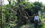 Khu vườn bỏ hoang toàn 'siêu cây' bạc tỷ của đại gia nức tiếng một thời Khu vườn bỏ hoang toàn 'siêu cây' bạc tỷ của đại gia nức tiếng một thời
