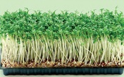 Rủi ro ít ngờ tới từ rau mầm trồng tại nhà khiến rau lành thành độc Rủi ro ít ngờ tới từ rau mầm trồng tại nhà khiến rau lành thành độc