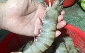 Tôm sú tự nhiên 'khổng lồ' rầm rộ về Sài Gòn, giá rẻ chưa từng thấy Tôm sú tự nhiên 'khổng lồ' rầm rộ về Sài Gòn, giá rẻ chưa từng thấy