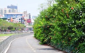 Sự thay đổi đáng kinh ngạc của tuyến đường đi bộ dọc sông Tô Lịch sau một năm đi vào hoạt động Sự thay đổi đáng kinh ngạc của tuyến đường đi bộ dọc sông Tô Lịch sau một năm đi vào hoạt động