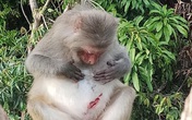 Vì sao khỉ trên núi Sơn Trà đầy thương tích? Vì sao khỉ trên núi Sơn Trà đầy thương tích?