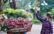 Hoa sen đầu mùa rục rịch lên phố Hoa sen đầu mùa rục rịch lên phố