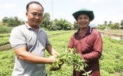 Về thăm "thủ phủ" sương sáo tại miền Tây Về thăm "thủ phủ" sương sáo tại miền Tây