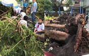 Học sinh tử vong vì cây đổ trong sân trường, trách nhiệm bồi thường thuộc về ai? Học sinh tử vong vì cây đổ trong sân trường, trách nhiệm bồi thường thuộc về ai?