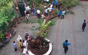 Học sinh tử vong do cây phượng đổ: Những loại cây nào không nên trồng trong trường học? Học sinh tử vong do cây phượng đổ: Những loại cây nào không nên trồng trong trường học?