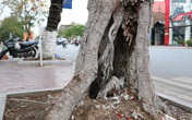 Giật mình với những cây phượng mục ruỗng giữa lòng thành phố Cảng Giật mình với những cây phượng mục ruỗng giữa lòng thành phố Cảng