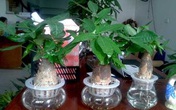 Loại cây thường thấy này lại là cây hút tiền, may mắn, giàu có, thịnh vượng trong phong thủy, còn đuổi được muỗi Loại cây thường thấy này lại là cây hút tiền, may mắn, giàu có, thịnh vượng trong phong thủy, còn đuổi được muỗi