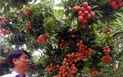 Ba mươi năm, lão nông Sán Dìu tạo quả vải thiều đắt nhất Việt Nam Ba mươi năm, lão nông Sán Dìu tạo quả vải thiều đắt nhất Việt Nam
