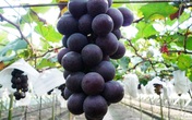 Thêm một lựa chọn cho người Việt mua nho nhập khẩu Hàn Quốc, Meein Farm chính thức gia nhập thị trường phân phối Thêm một lựa chọn cho người Việt mua nho nhập khẩu Hàn Quốc, Meein Farm chính thức gia nhập thị trường phân phối