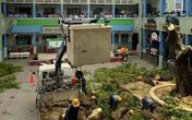 Hàng loạt cây phượng bị chặt hạ: Sao nỡ cạn tình với loài cây biểu tượng của tuổi học trò? Hàng loạt cây phượng bị chặt hạ: Sao nỡ cạn tình với loài cây biểu tượng của tuổi học trò?