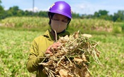 Người dân miền Trung quay quắt trong "chảo lửa" Người dân miền Trung quay quắt trong "chảo lửa"