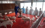 Dịch tả lợn châu Phi có nguy cơ tái phát, nhiều biện pháp ngăn chặn gấp rút được triển khai Dịch tả lợn châu Phi có nguy cơ tái phát, nhiều biện pháp ngăn chặn gấp rút được triển khai