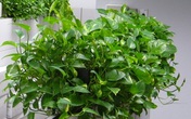 Có một loại cây cảnh hợp tất cả loại mệnh, mang lại tài lộc, may mắn, sức khỏe theo phong thủy, dễ trồng, giá rẻ giật mình Có một loại cây cảnh hợp tất cả loại mệnh, mang lại tài lộc, may mắn, sức khỏe theo phong thủy, dễ trồng, giá rẻ giật mình