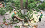 Không có chuyện "tàn sát" phượng ở thành phố hoa phượng đỏ Hải Phòng sau vụ cây đổ làm chết học sinh tại TP.HCM Không có chuyện "tàn sát" phượng ở thành phố hoa phượng đỏ Hải Phòng sau vụ cây đổ làm chết học sinh tại TP.HCM