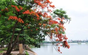 Sắc đỏ hoa phượng rực rỡ khắp trời Hà Nội Sắc đỏ hoa phượng rực rỡ khắp trời Hà Nội