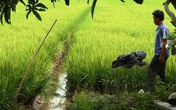 Chủ tịch xã bị điện giật tử vong ở ao cá Chủ tịch xã bị điện giật tử vong ở ao cá