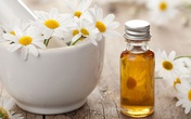 Những loại thảo dược giúp trị trĩ hiệu quả, bạn đã biết chưa? Những loại thảo dược giúp trị trĩ hiệu quả, bạn đã biết chưa?