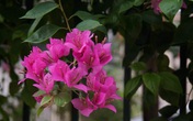 Em chồng đến ở nhà vì bị phá sản, vợ đòi thu tiền ăn Em chồng đến ở nhà vì bị phá sản, vợ đòi thu tiền ăn