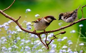 Thâm cung bí sử (216 - 4): Mùa chim làm tổ Thâm cung bí sử (216 - 4): Mùa chim làm tổ