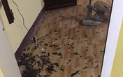 Quảng Bình: Côn đồ xông vào trạm kiểm lâm hành hung cán bộ Quảng Bình: Côn đồ xông vào trạm kiểm lâm hành hung cán bộ
