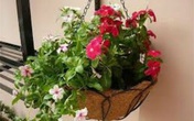 Nhà chật hẹp cỡ nào cũng nên trồng ngay 3 cây này kẻo hối hận thì quá muộn Nhà chật hẹp cỡ nào cũng nên trồng ngay 3 cây này kẻo hối hận thì quá muộn