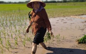 Cảm phục cụ bà gần 90 tuổi ra đồng thấy khỏe hơn ở nhà Cảm phục cụ bà gần 90 tuổi ra đồng thấy khỏe hơn ở nhà