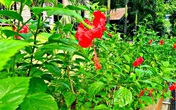 Khó ai ngờ thứ hoa trồng đầy ngoài đường và bờ rào này là loại thuốc quý chữa trĩ và sa sinh dục hiệu quả, không mất tiền Khó ai ngờ thứ hoa trồng đầy ngoài đường và bờ rào này là loại thuốc quý chữa trĩ và sa sinh dục hiệu quả, không mất tiền