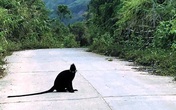 Đàn Voọc gáy trắng cắn trọng thương 3 người, xã đề xuất "bắn súng chỉ thiên" để đẩy đuổi Đàn Voọc gáy trắng cắn trọng thương 3 người, xã đề xuất "bắn súng chỉ thiên" để đẩy đuổi