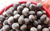 Quả rừng Sơn La hoang dại thơm ngọt giống phô mai tươi, bà nội trợ Hà thành liên tục đặt mua về làm sữa hạt, nấu canh Quả rừng Sơn La hoang dại thơm ngọt giống phô mai tươi, bà nội trợ Hà thành liên tục đặt mua về làm sữa hạt, nấu canh