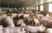 Giá thịt lợn giảm mạnh, bán 'không lấy lãi' lo đẩy hàng sớm Giá thịt lợn giảm mạnh, bán 'không lấy lãi' lo đẩy hàng sớm