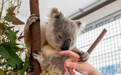 Koala có thể giúp con người chống lại căn bệnh tình dục phổ biến nhất Koala có thể giúp con người chống lại căn bệnh tình dục phổ biến nhất