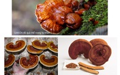 Nấm sợi thể Linh Chi đỏ cho vẻ đẹp khỏe khoắn mỗi ngày Nấm sợi thể Linh Chi đỏ cho vẻ đẹp khỏe khoắn mỗi ngày