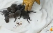 Giải cứu 8 chú chó nhỏ bị mắc kẹt dưới cống nhưng khi đưa đến bác sĩ thú y, mọi người mới tá hỏa Giải cứu 8 chú chó nhỏ bị mắc kẹt dưới cống nhưng khi đưa đến bác sĩ thú y, mọi người mới tá hỏa