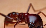 Người đàn ông bị sốc phản vệ do kiến xoan đốt Người đàn ông bị sốc phản vệ do kiến xoan đốt